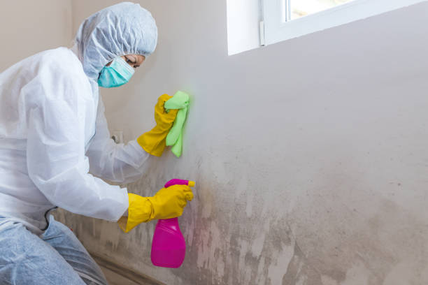 Best Real Estate Mold Inspection  in Mono Vista, CA